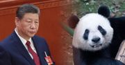 Chińska "dyplomacja pand". Ekspert PISM wyjaśnia mechanizm