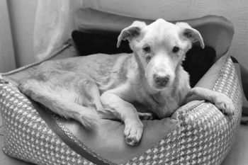 Nynek nie przeżył. Właściciel zgotował my piekło. "Kara jest śmieszna"