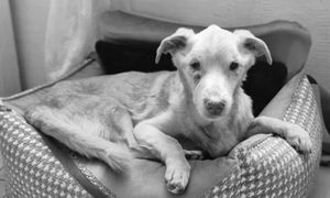 Nynek nie przeżył. Właściciel zgotował mu piekło. "Kara jest śmieszna"