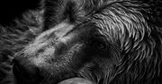 Emocjonalne czarno-białe portrety zwierząt w twórczości Wolfa Ademeita