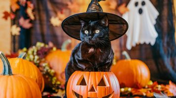 Koty i Halloween. 10 wskazówek, jak zapewnić bezpieczeństwo kotu