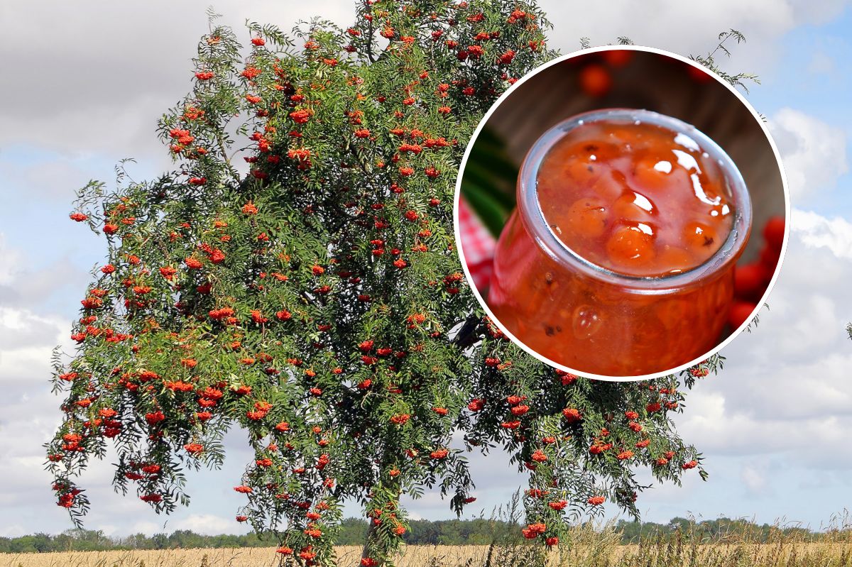 Już dojrzewa na drzewach. Większość omija i traci okazję na porcję witamin