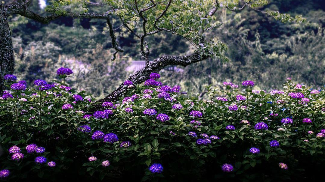 Malarskie piękno Japonii podczas pory deszczowej 1