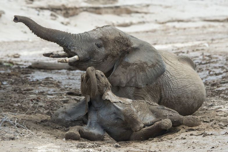 Nie żyją 154 słonie. Tajemnicza tragedia w Afryce