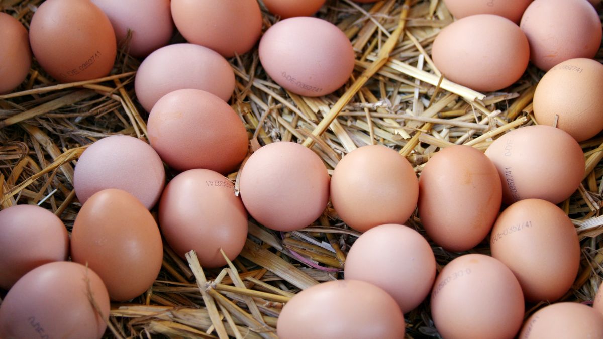 Jeśli chodzi o świat, to największym producentem jaj kurzych są Chiny, na drugim miejscu są Stany Zjednoczone