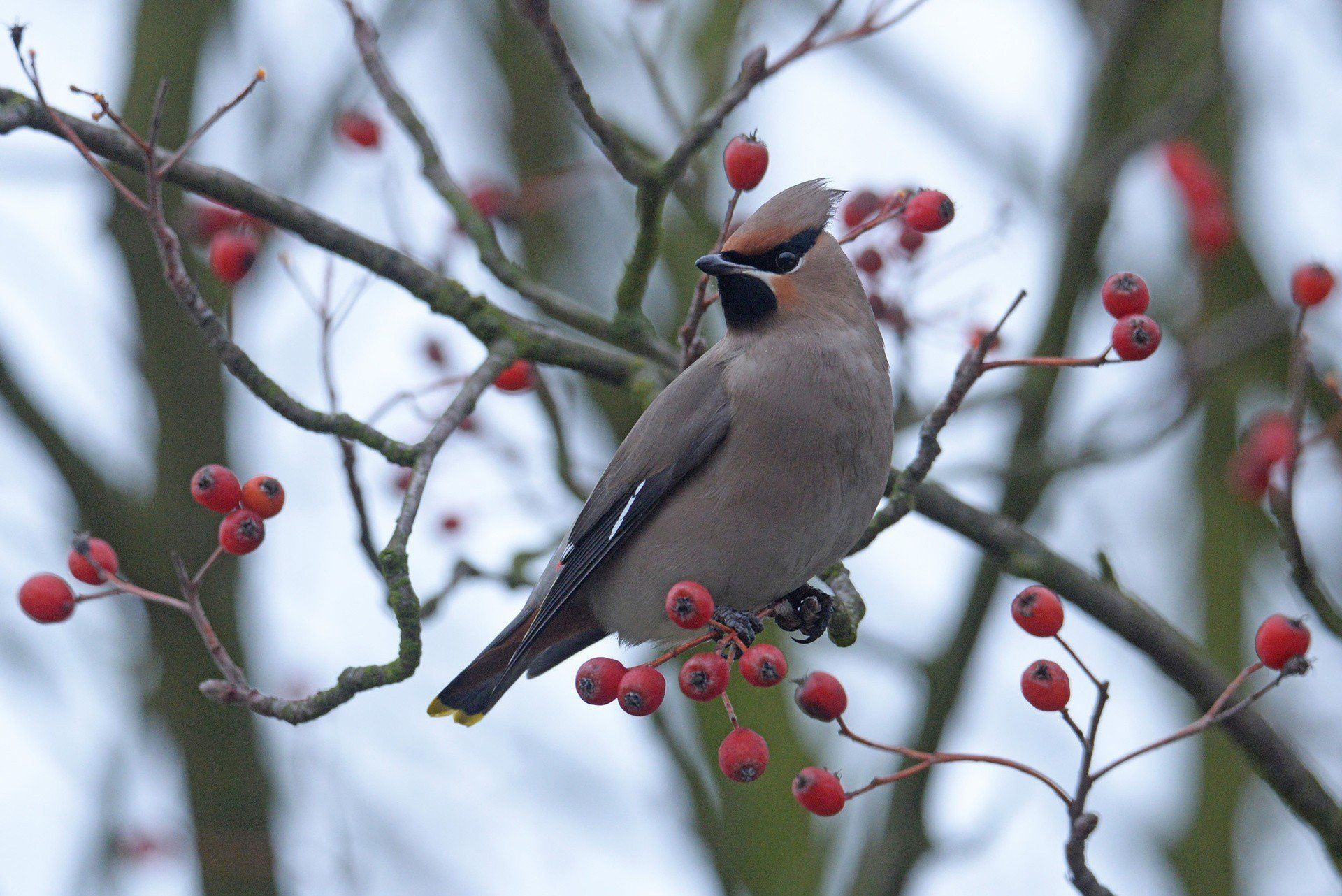 Jemiołuszka przylatuje do nas z tundry.