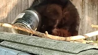 Kot ze słoikiem na głowie. Zwierzę przez kilka dni nie mogło się uwolnić!