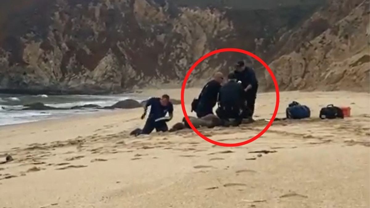 Akcja ratunkowa po ataku rekina w Kalifornii