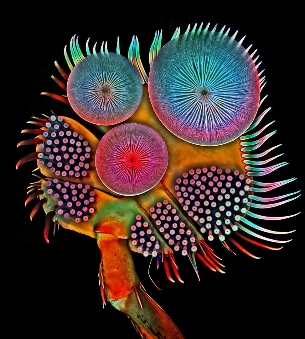 Wspaniały świat z bliska, czyli finaliści Nikon’s Small World 2016. Polacy wśród wyróżnionych 7