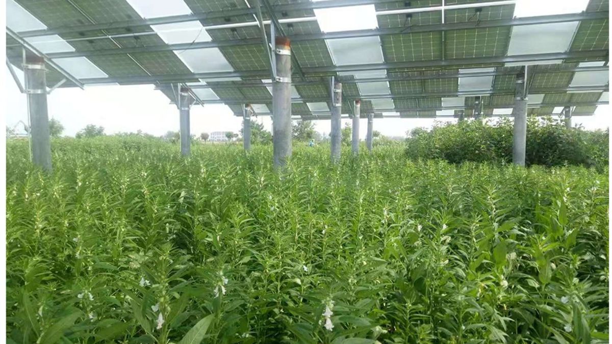 Agrofotowoltaika zwiększa zysk 5 razy. Oto rolnictwo przyszłości 1