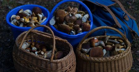 Zatrucie grzybami – jak się objawia. Co robić?