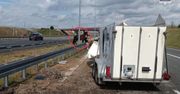 Szokujące sceny na autostradzie! Z przyczepy wypadło ogromne zwierzę!