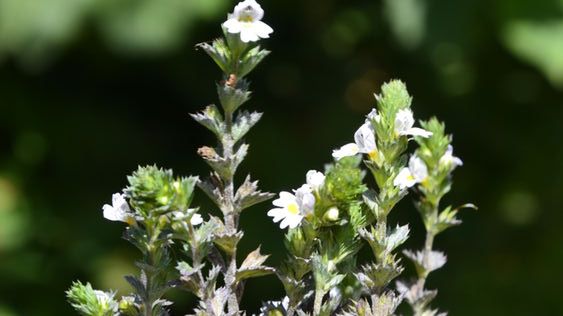 Ziele świetlika jest znane i cenione od dawna