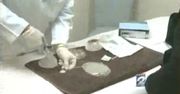 Nowa broń Al-Kaidy - wybuchowe implanty piersi (wideo)