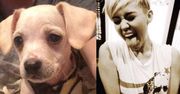 Miley: "Mam obsesję na punkcie małych piesków!"