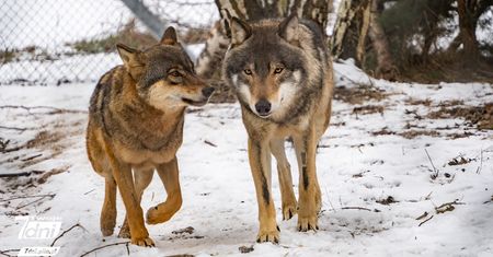 Wilk w sąsiedztwie: Postrach czy naturalny sąsiad? Ważna konferencja w Pile