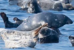 Warszawa. Cyklon ze stolicy wybrał kraj ojca. Podopieczny zoo radzi sobie na wolności