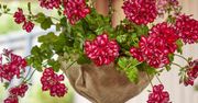 Nowa odsłona pelargonii. Kreatywne pomysły na doniczki z upcyklingu