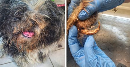 Kalisz: skrajnie zaniedbana suczka shih-tzu odebrana właścicielce. Kobieta była ''bardzo zdziwiona''