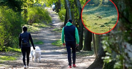 Zauważysz je w trawie? Nie dotykaj. Leśnicy ostrzegają