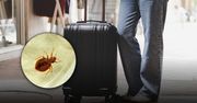 Sezon urlopowy to sezon na pluskwy. Zwalczanie to podstawa – zobacz, co ci grozi i uchroń się przed plagą