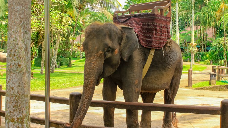 Słoń w parku safari na Bali