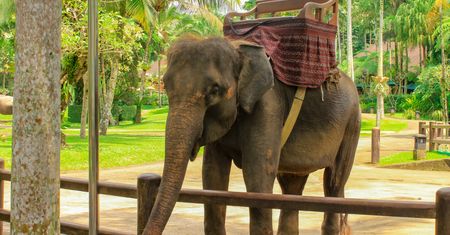 Horror turystki na Bali. Słoń zmiażdżył jej rękę