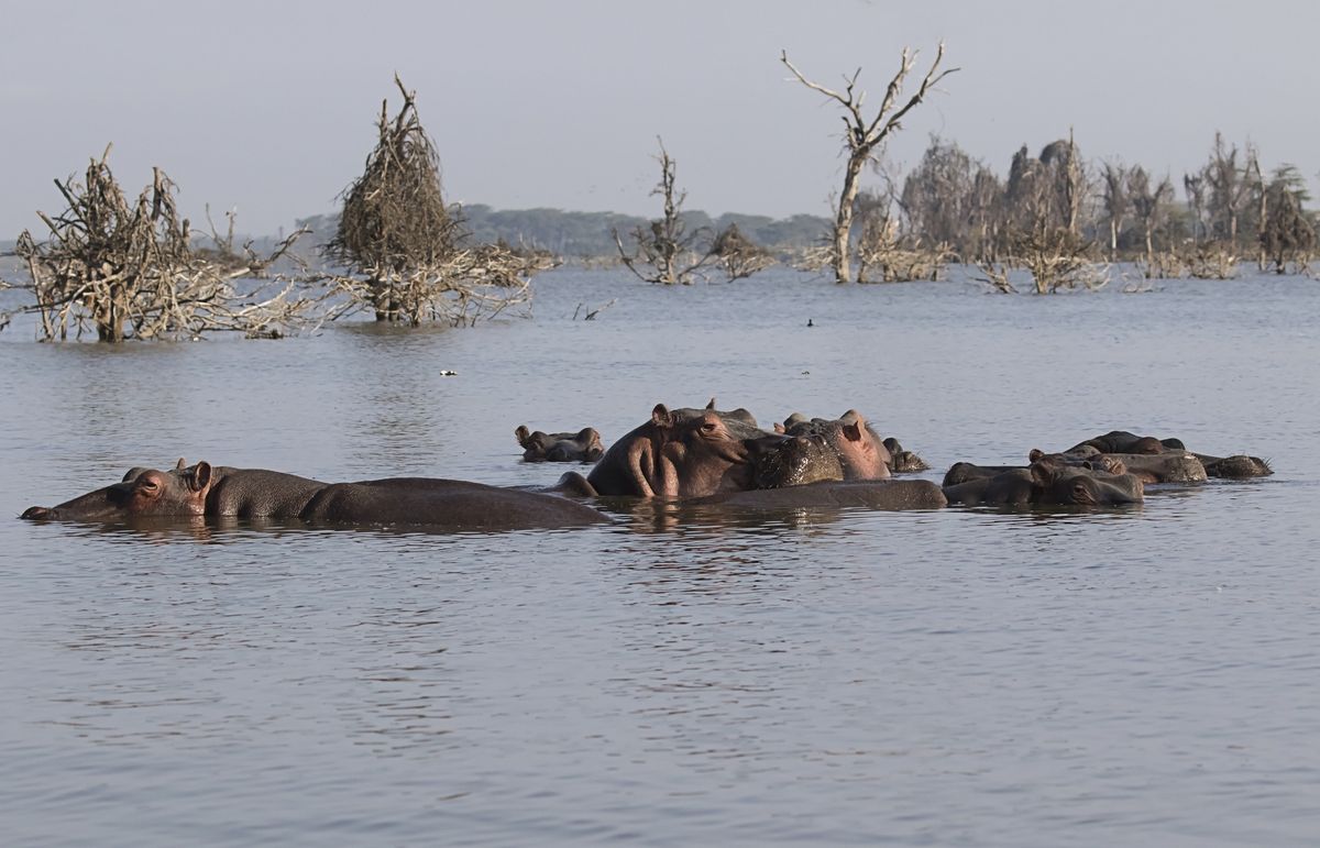 Hipopotamy w jeziorze Naivasha w Kenii