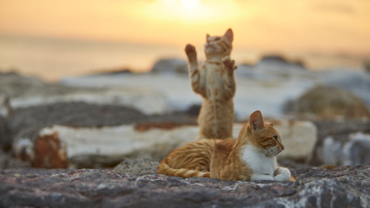 Dlaczego koty są rude? Naukowcy rozwikłali zagadkę