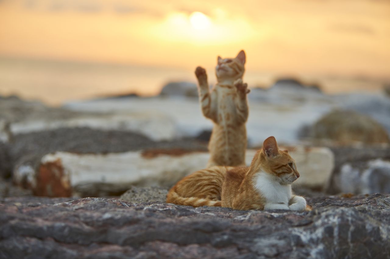 Dlaczego koty są rude? Naukowcy odkryli genetyczną tajemnicę