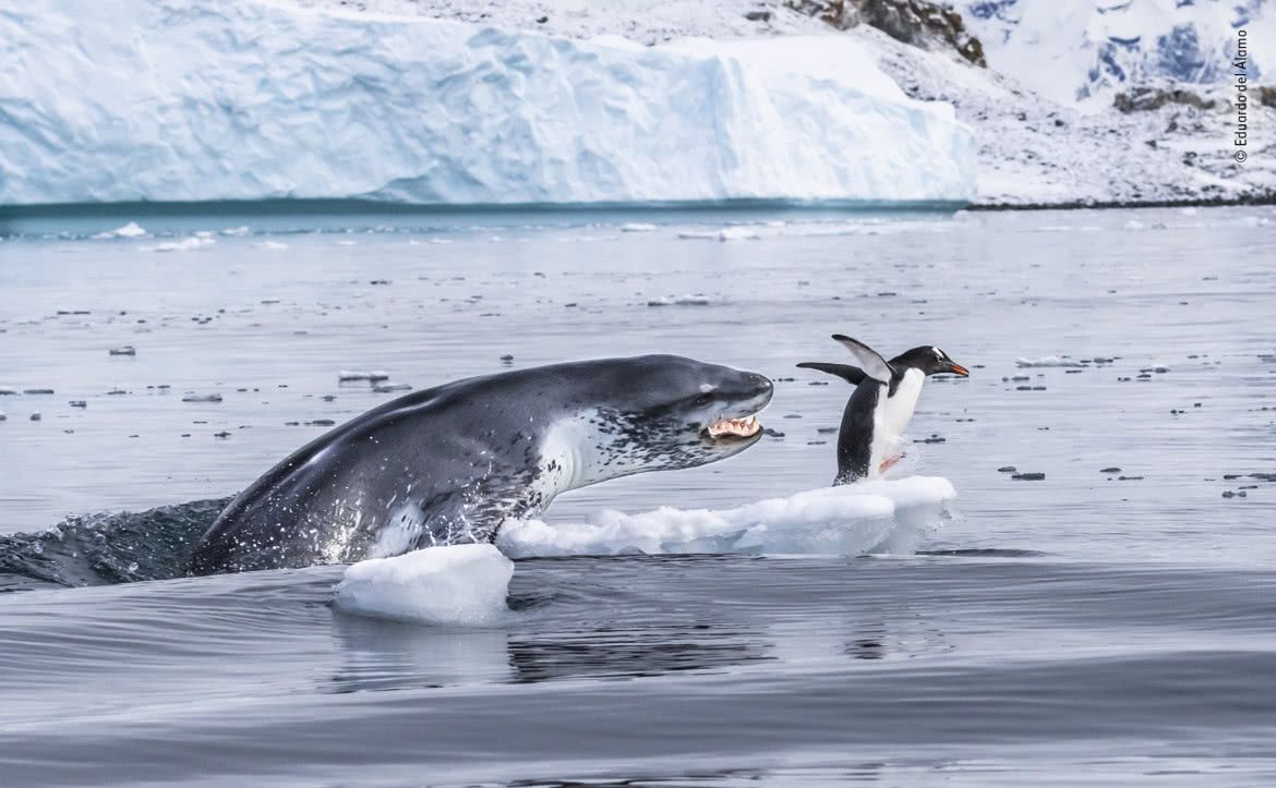 Wildlife Photographer of the Year 2019: piękno dzikiej przyrody 10