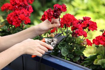 Zrób to z pelargoniami, zanim nadejdą mrozy. Proste triki na ich przetrwanie