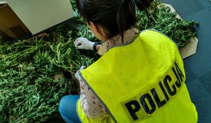 Białystok. Policja zlikwidowała plantację marihuany. Zawiadomili o niej pracownicy miejscowego muzem