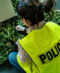 Białystok. Policja zlikwidowała plantację marihuany. Zawiadomili o niej pracownicy miejscowego muzem