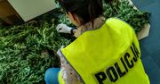 Białystok. Policja zlikwidowała plantację marihuany. Zawiadomili o niej pracownicy miejscowego muzem