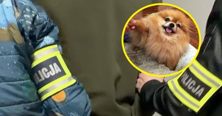 52-latek zabił psa sąsiadki. Strzelił do niego z wiatrówki