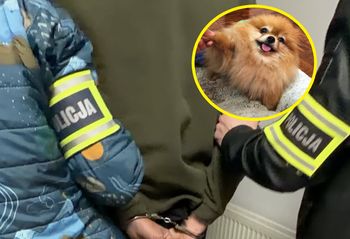 52-latek zabił psa sąsiadki. Strzelił do niego z wiatrówki