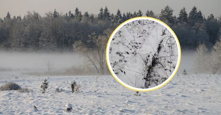 Leśnicy wyszli na obchód. Nagle je zauważyli. "Śnieg odsłonił"