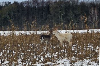 Niemal niespotykany. Pokazał się w Wielkopolsce. Leśnicy zachwyceni
