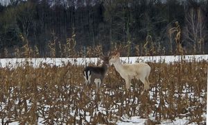 Niemal niespotykany. Pokazał się w Wielkopolsce. Leśnicy zachwyceni