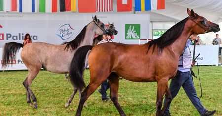 Janów Podlaski. Skandal na aukcji "Pride of Poland". Po wyzwiskach w ruch poszły pięści