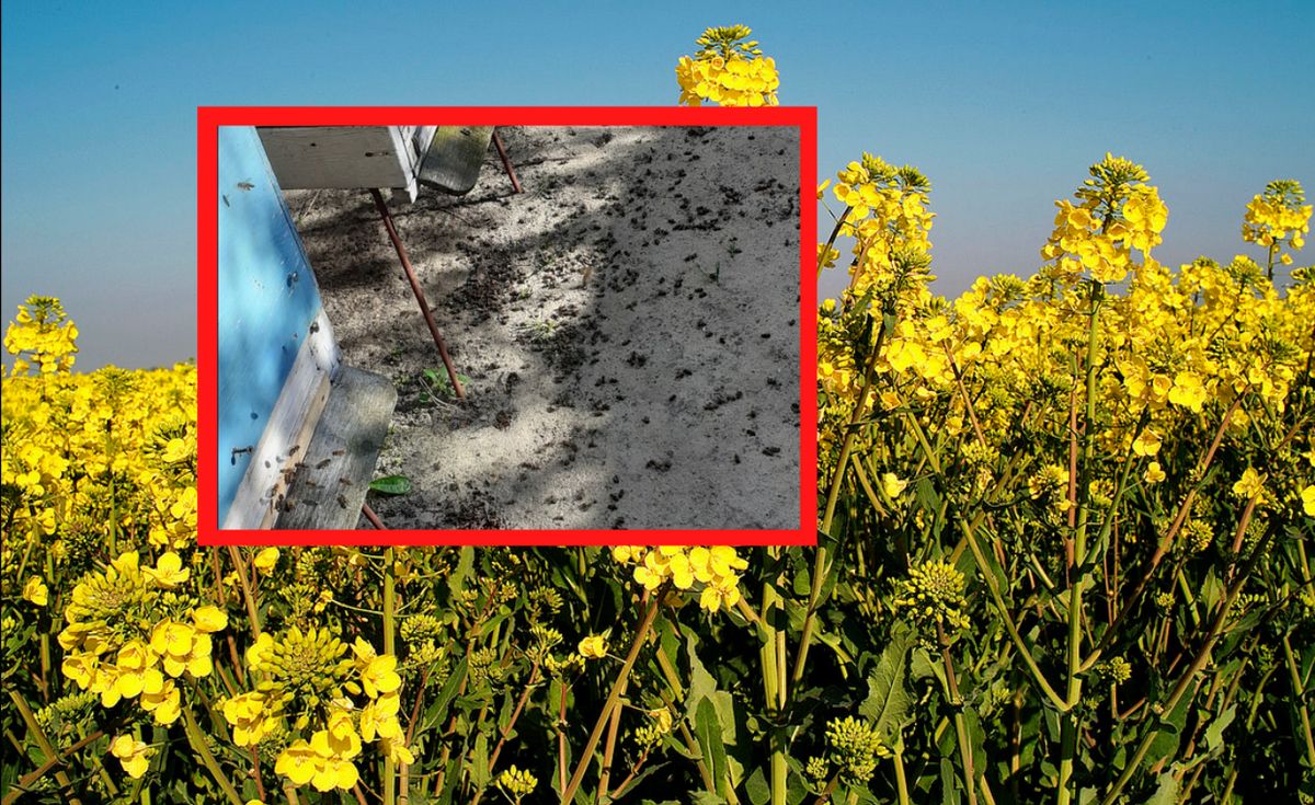 Tysiące pszczół lotnych zginęły w Pleszewie - najprawdopodobniej przez opryski. 