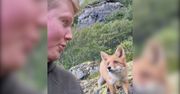 Bardzo bliskie spotkanie z lisem. Niezwykłe nagranie fotografów przyrody z Norwegii