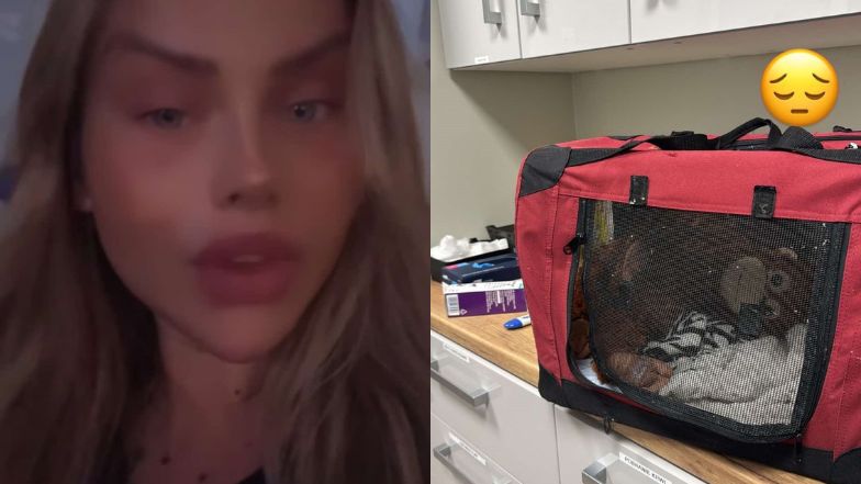 Małpa Ewel0ny musiała być pilnie operowana. Została pogryziona