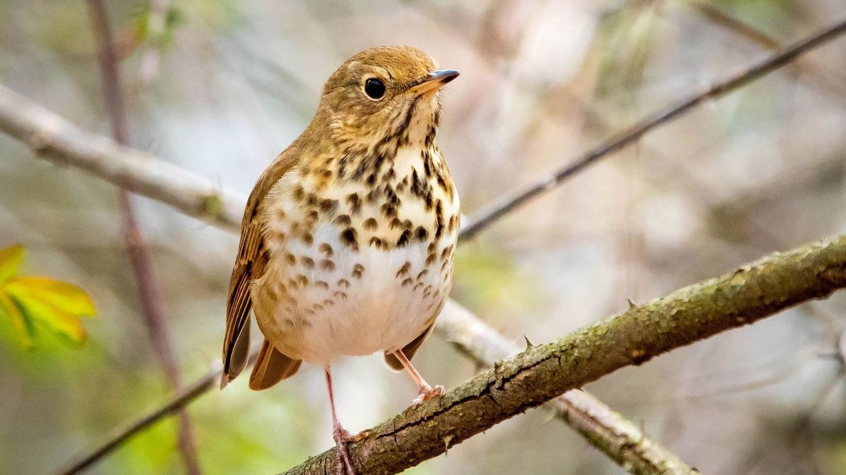 Tajemnicze odpowiedzi ptaków na „noc w dzień”