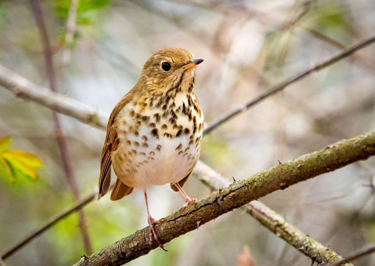 Zaćmienie Słońca "zmyliło" ptaki. Zaczęły śpiewać jak o świcie