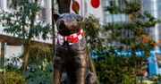 Psia miłość nie zna granic. Poznaj historię psa Hachiko