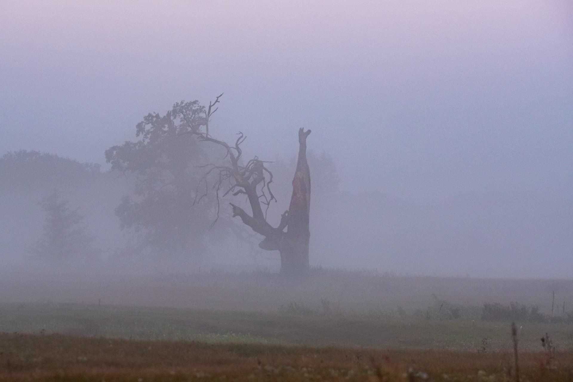 Rezerwat &#34;Śnieżycowy Jar&#34;