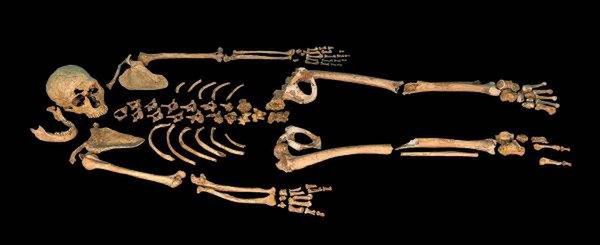 Jeden ze znalezionych szkieletów Homo neanderthalensis