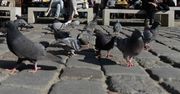 Olkusz: Cały trawnik w martwych ptakach. Ktoś zatruwa zwierzęta?
